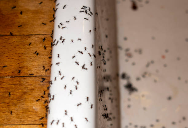 Wildlife Control Services in Casey, IL